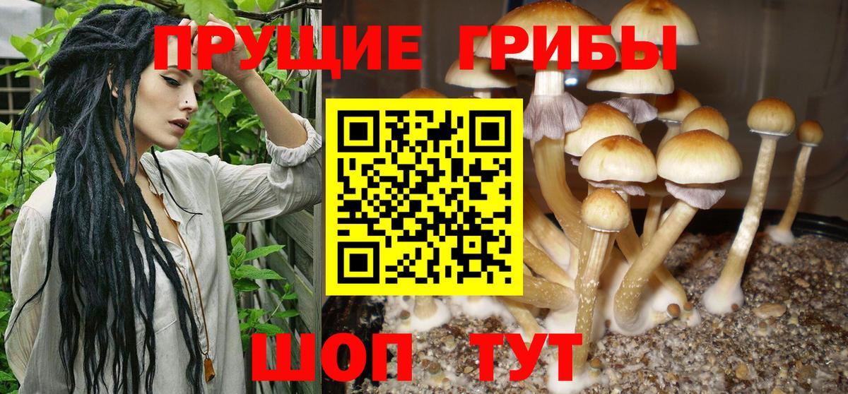 Псилоцибиновые грибы прущие грибы  Галлюциногенные грибы GOLDEN TEACHER  Вход с VPN  Сатка 